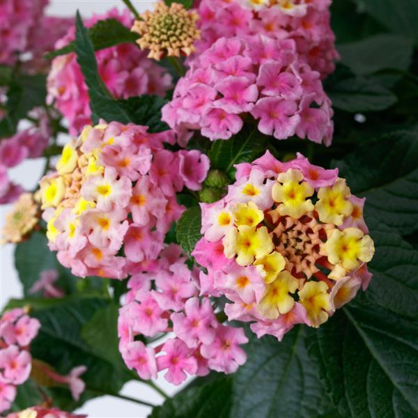 Lantana SunDance™ Pink