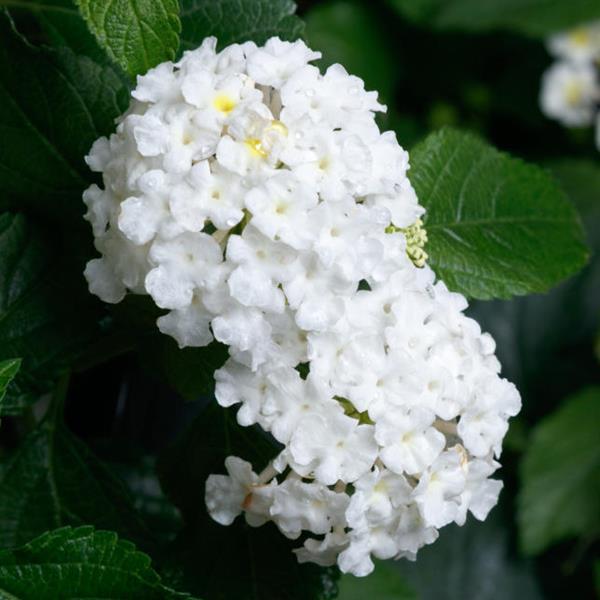 Lantana SunDance™ White