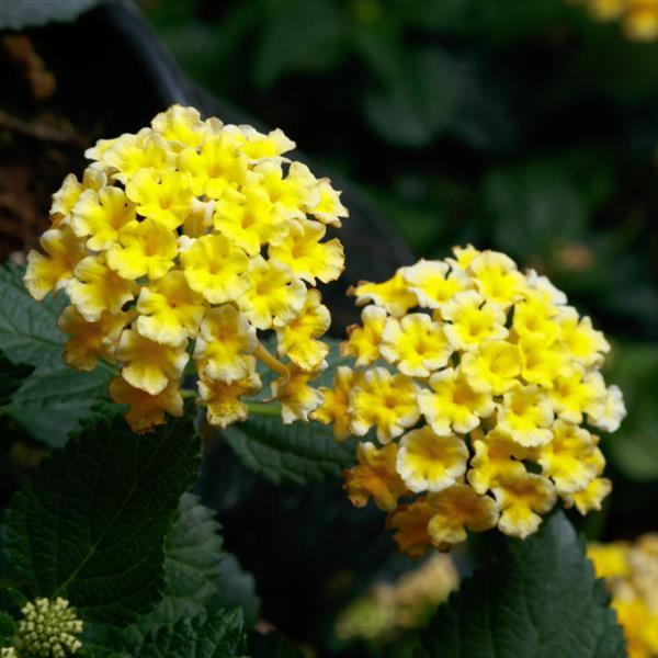Lantana SunDance™ Yellow