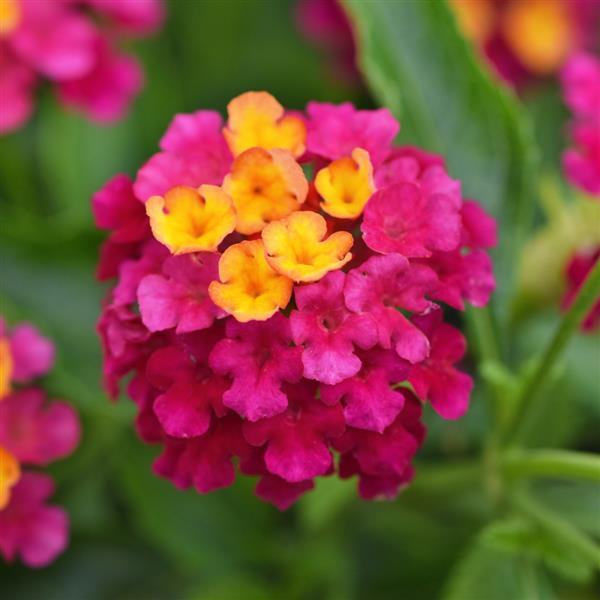 Lantana Lucky™ Cherry Sunrise