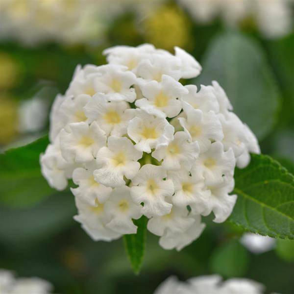 Lantana Landmark™ White