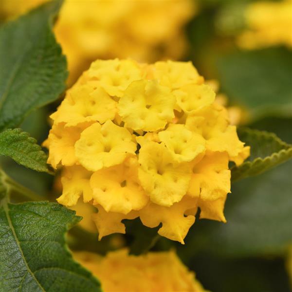 Lantana Landmark™ Yellow