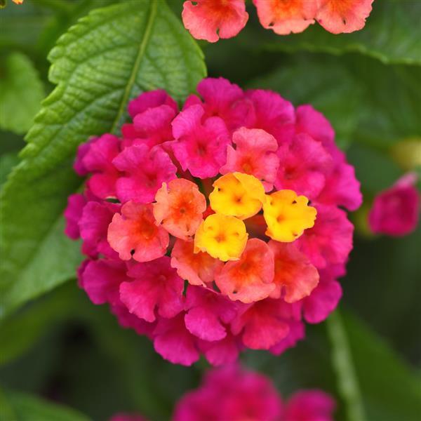 Lantana Shamrock™ Cherry Sunrise