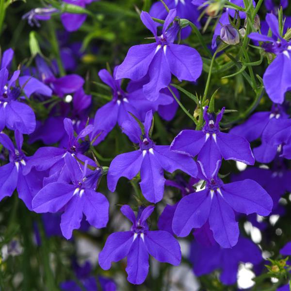 Lobelia Waterfall™ Dark Blue