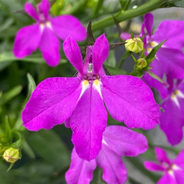 Lobelia Waterfall™ Magenta