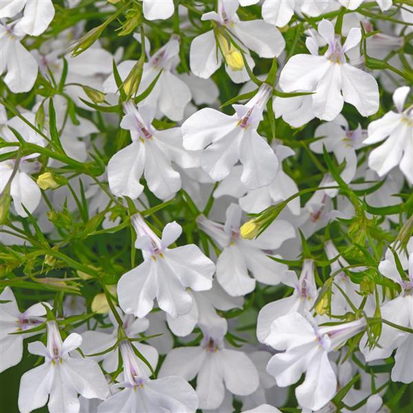 Lobelia Waterfall™ White Blush