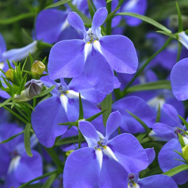 Lobelia Heatopia™ Blue 27