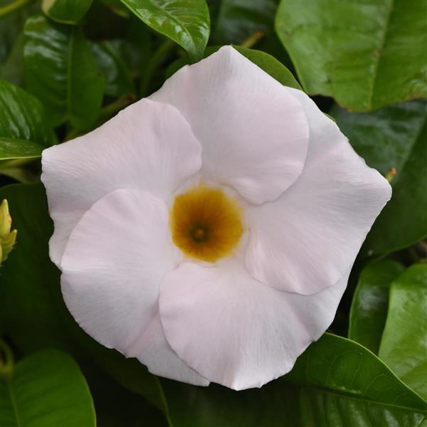 Mandevilla Tropica™ Grandiosa White
