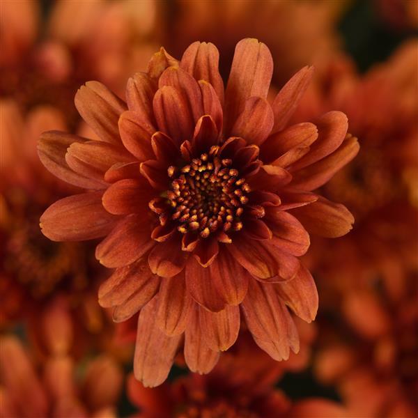 Garden Mum Axios Orange