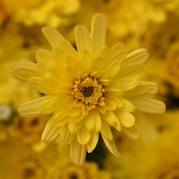 Garden Mum Axios Yellow