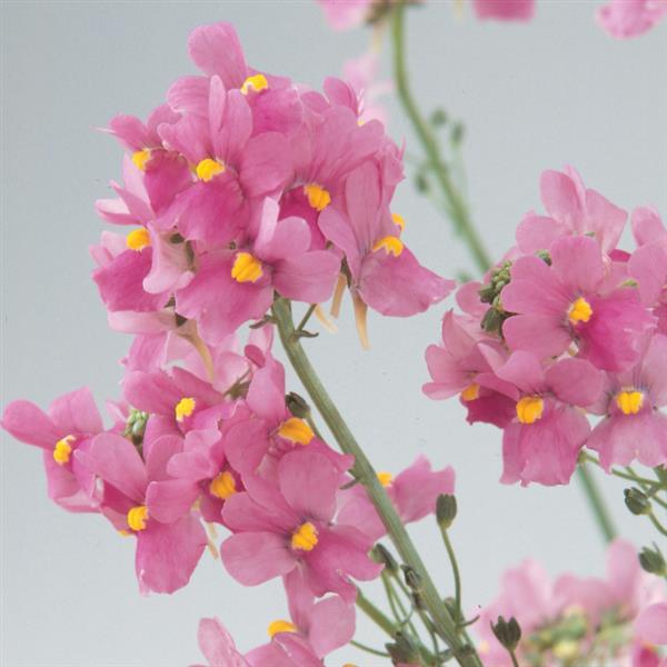 Nemesia Aromatica™ Rose Pink