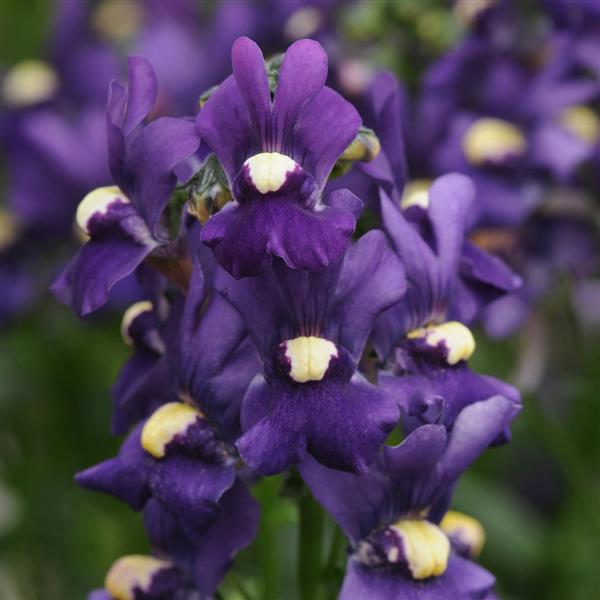 Nemesia Aromatica™ Royal Blue