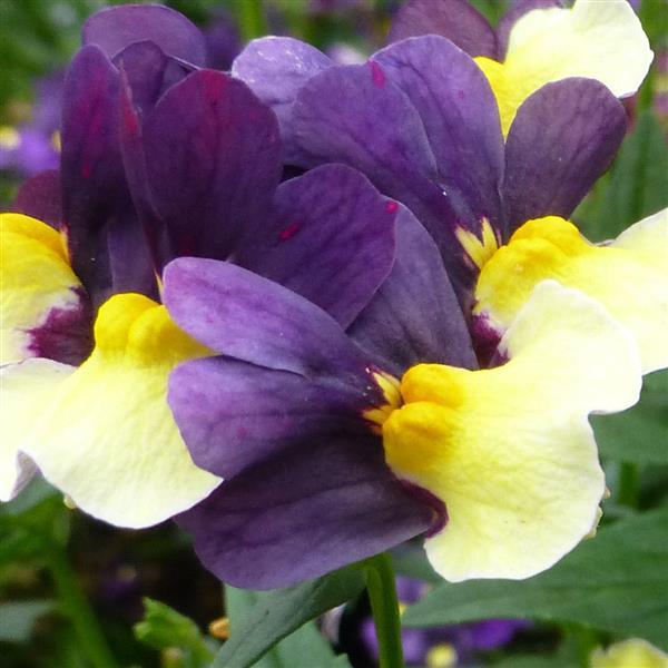 Nemesia SunGlow™ Purple Bicolor