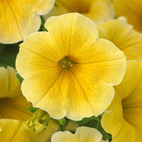 Petunia NewBee