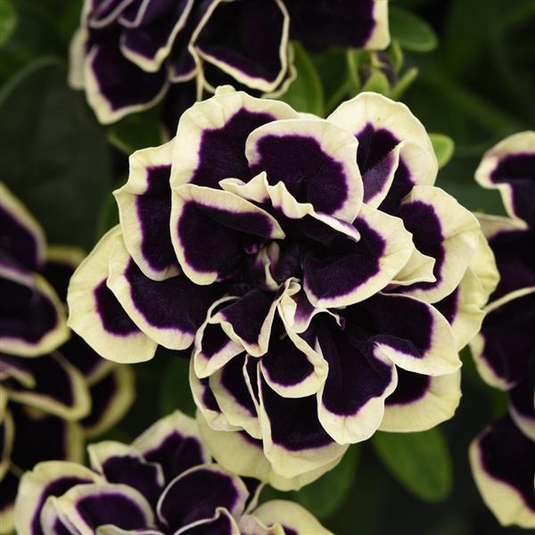 Double Petunia Midnight Gold