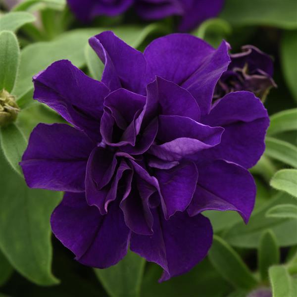 Double Petunia Vogue™ Blue