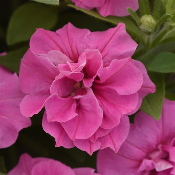 Double Petunia Vogue™ Pink