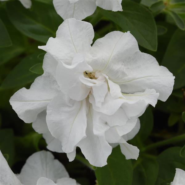 Double Petunia Vogue™ White