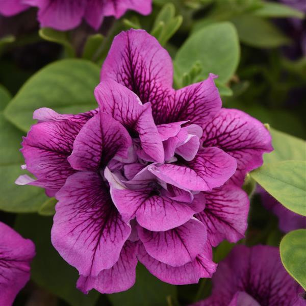 Double Petunia Vogue™ Lavender Vein