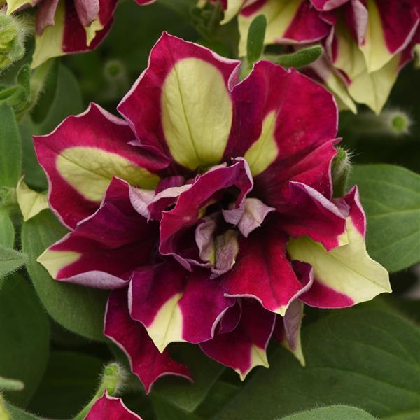 Double Petunia Vogue™ Lemon Berry