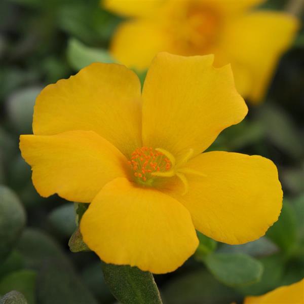 Purslane RíoGrande™ Yellow
