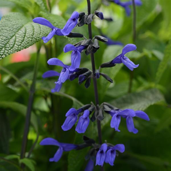 Salvia Black & Bloom