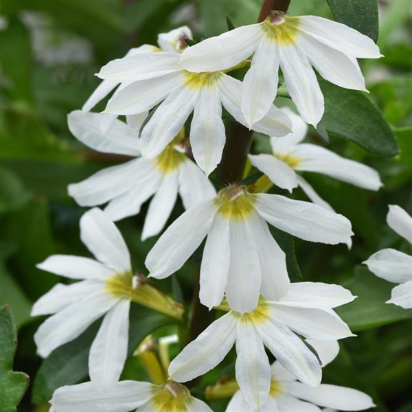 Scaevola Blazen™ White