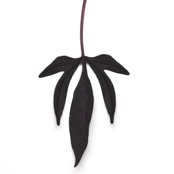 Ipomoea SolarPower™ Black