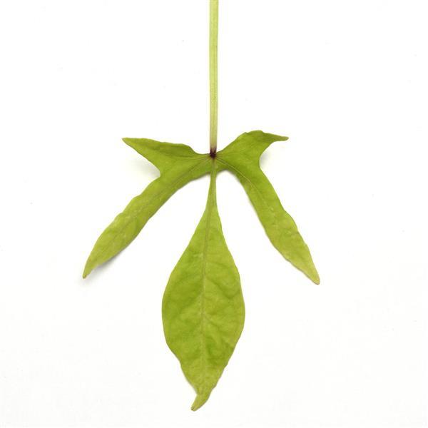 Ipomoea SolarPower™ Lime