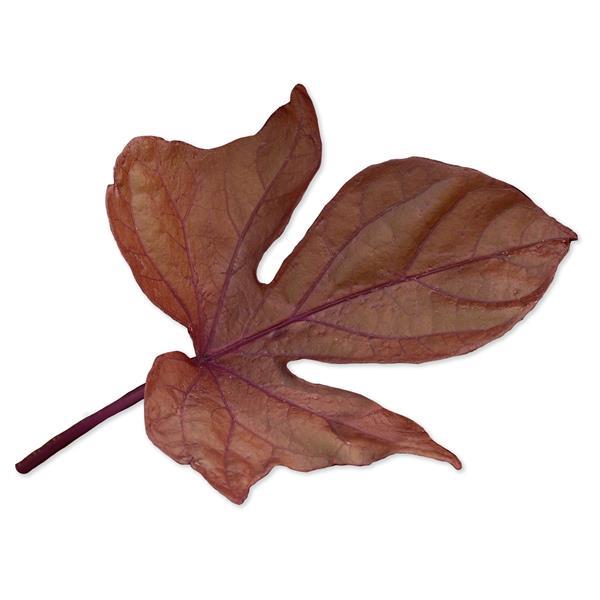 Ipomoea SolarPower™ Red