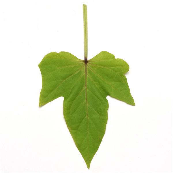 Ipomoea SolarPower™ Lime Heart