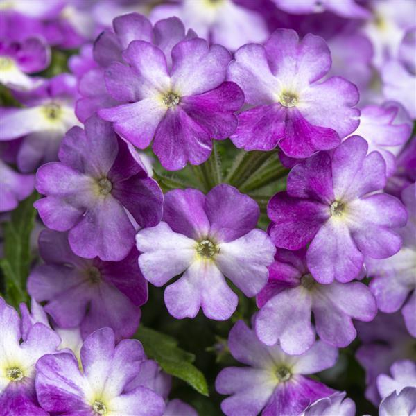 Verbena Muffin Lilac White
