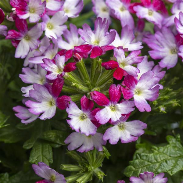 Verbena Muffin Magenta Rose