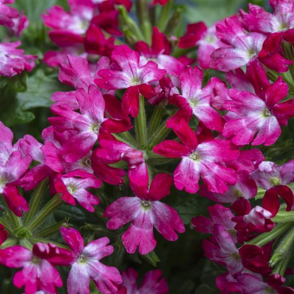 Verbena Muffin Red Rose