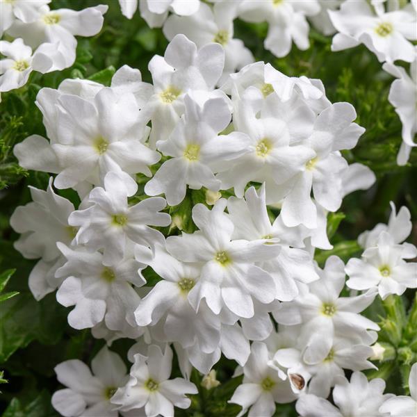 Verbena Muffin White