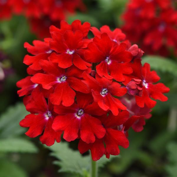 Verbena EnduraScape™ Red 27