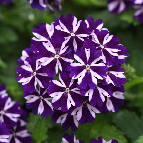 Verbena Firehouse™ Violet Vortex