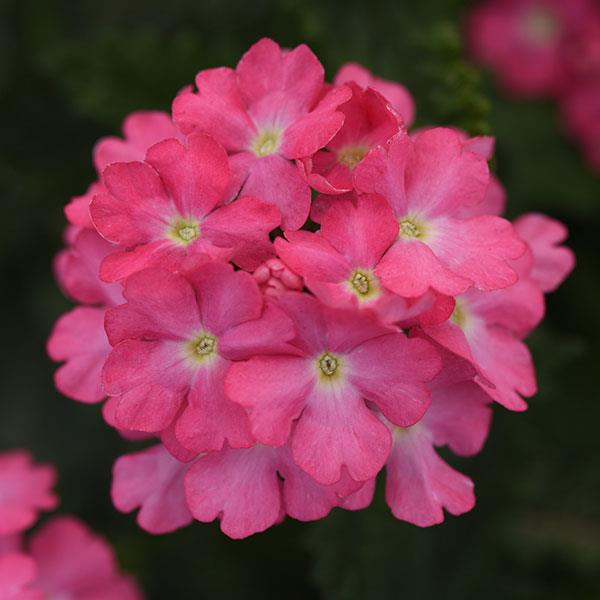 Verbena Cadet Upright™ Pink