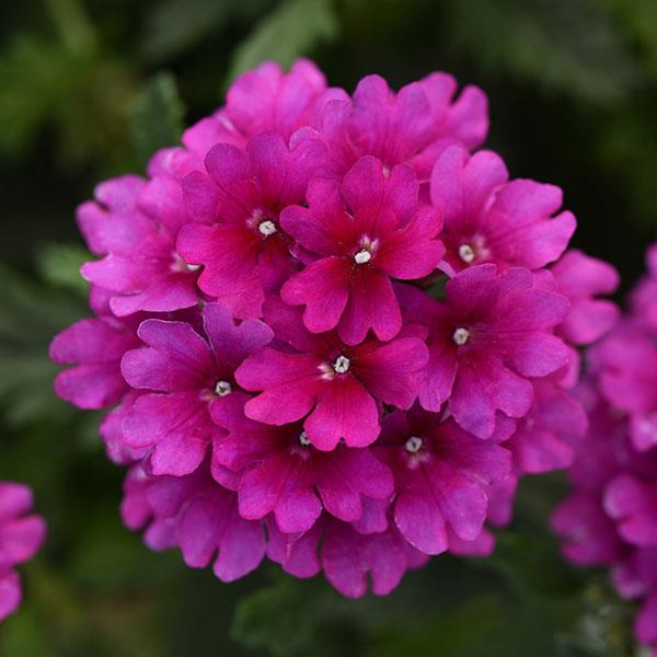 Verbena Cadet Upright™ Purple