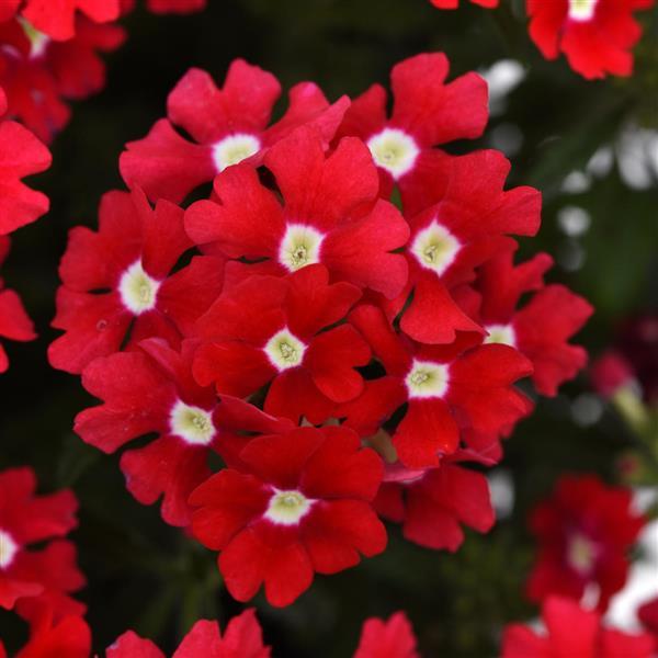 Verbena Cadet Upright™ Red
