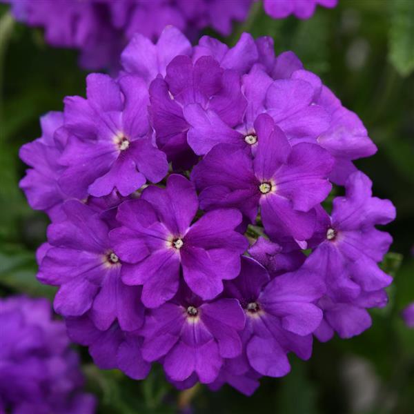Verbena Cadet Upright™ Violet Blue