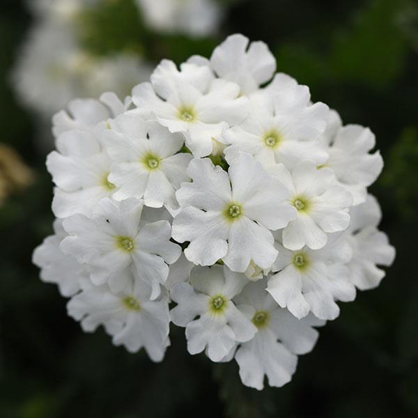 Verbena Cadet Upright™ White