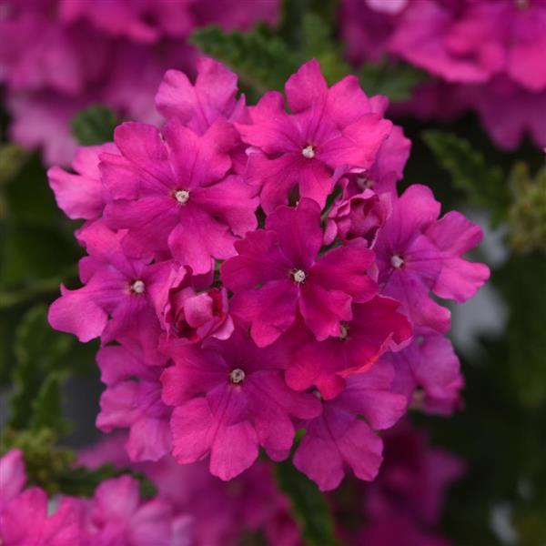 Verbena Cadet Upright™ Orchid Pink