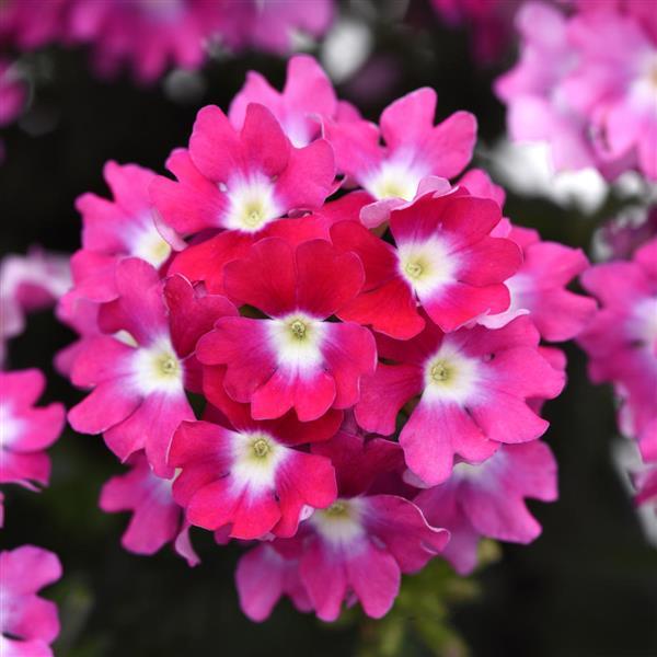 Verbena Cadet Upright™ Hot Pink Wink