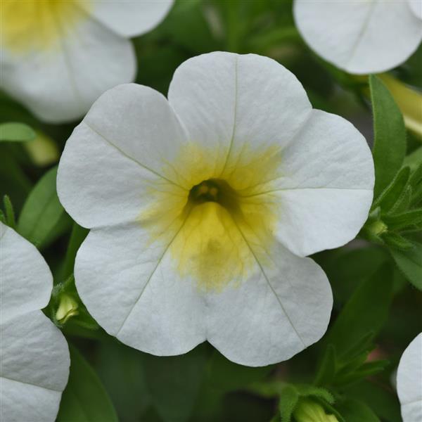 Calibrachoa Cabaret<sup>®</sup> Frosty Lemon
