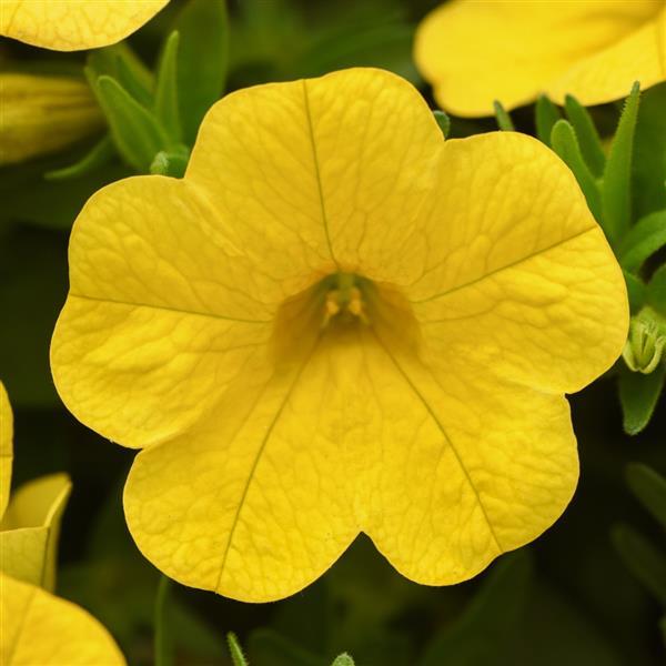 Calibrachoa Cabaret® Yellow Improved