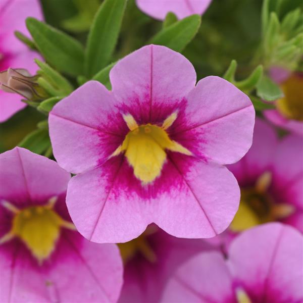 Calibrachoa Bumble Bee™ Pink