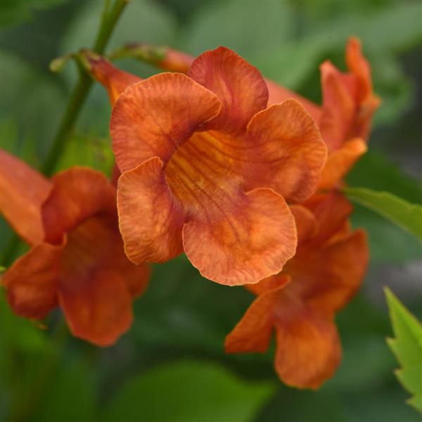 Tecoma Kalama™ Papaya