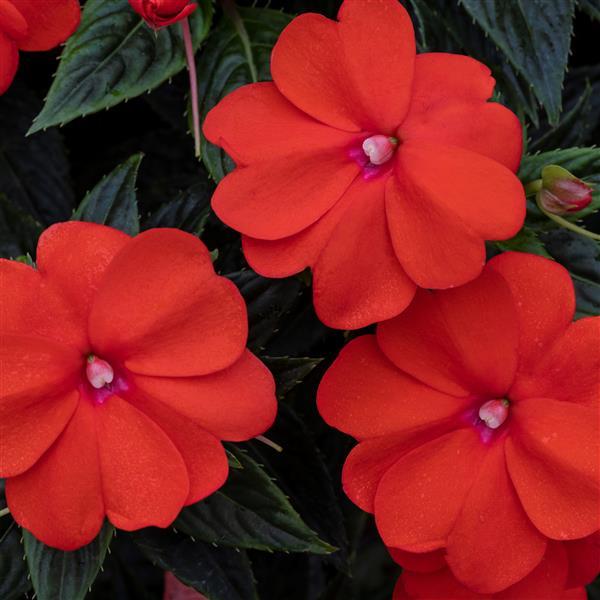 Impatiens SunPatiens® Vigorous Orange