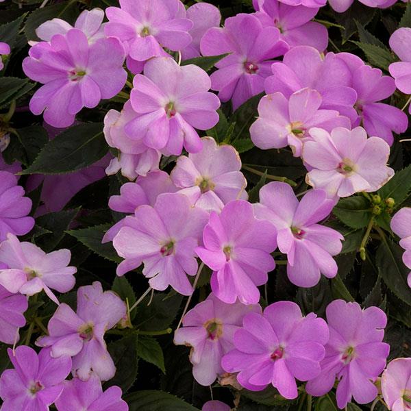 Impatiens SunPatiens® Vigorous Orchid